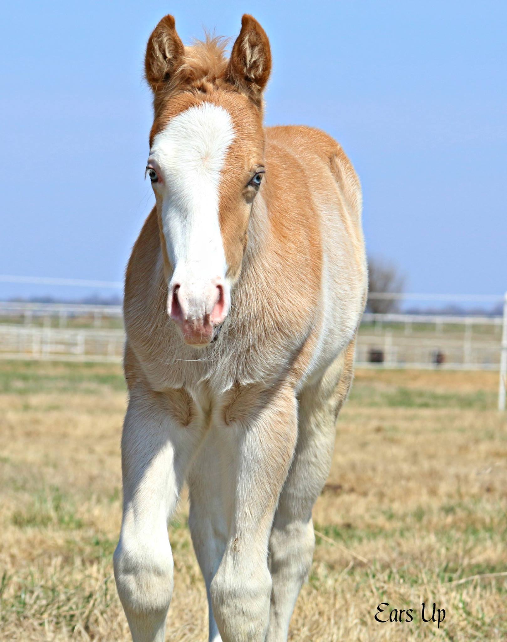 Quarter Horses